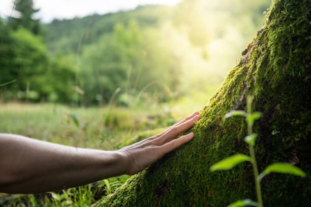 How Our Tree Care Process Works  in  Newburg, WI